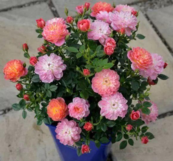 捉迷藏|阳台养一盆这个花,超好养,花量大,开完又开,四季花苞爆满