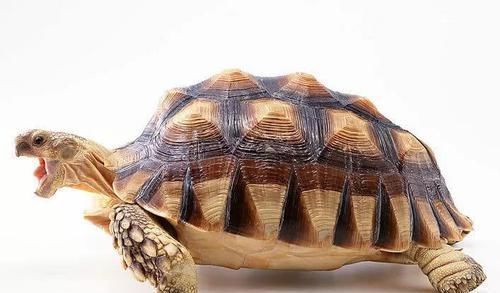 极其:中国这个朝代的陵墓从未被发掘,埋葬方式极其奇特,价值无法估量