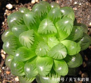 养护@养护多肉“玉露”,做好这7点,株型憨憨可爱叶色晶莹剔透