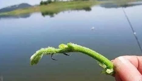  「最实用」谁说钓草鱼非得用草钓才好？好用的钓草鱼方法，都和草无关