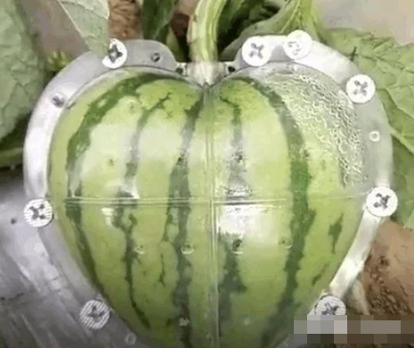  [男子]男子给西瓜穿上“衣服”，被邻居嘲笑，两个月后大家纷纷