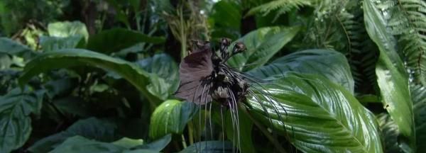  『招财猫』植物招财猫怎样养护