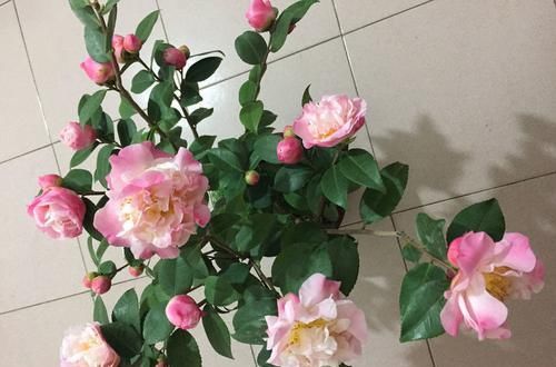柔美:喜欢菊花,就养盆“国华系列菊花”国华苍海,花开柔美高雅