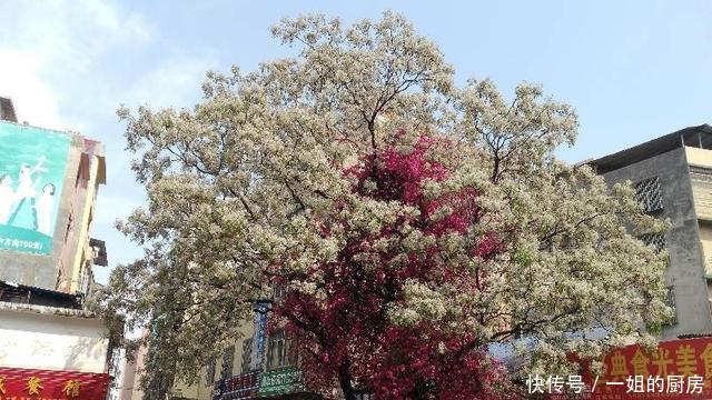 广西两棵网红树合抱相生18年, 市民纷纷拍照