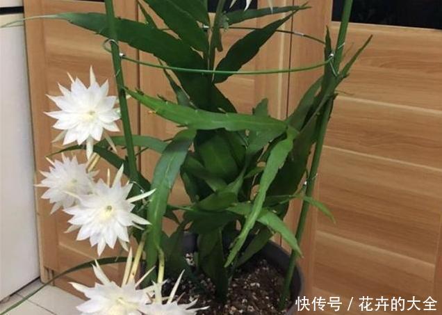 白天@如何让昙花顺利开花，或是白天开花？学会这么做，简单有效