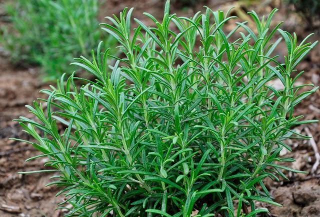 脸上痘痘挤出的“白色脓条”，究竟是什么东西，有2方法能清退它