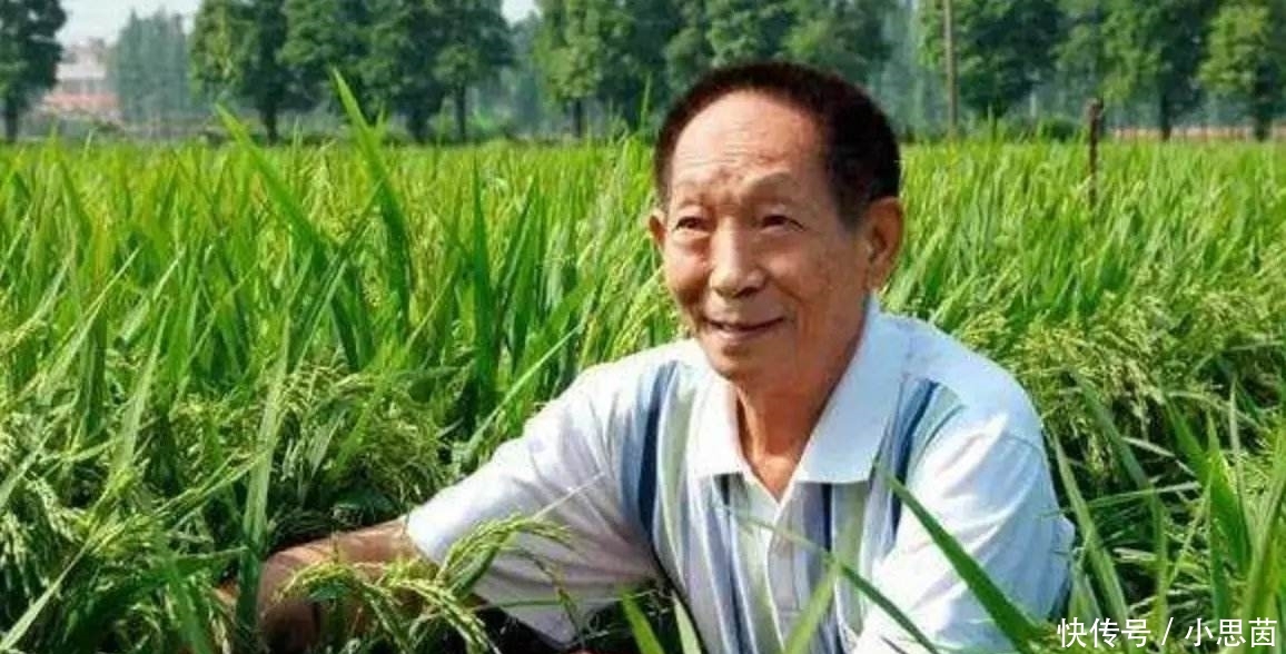  抛荒|袁隆平的担忧：大量粮食靠进口，农村却土地抛荒、种树怪象