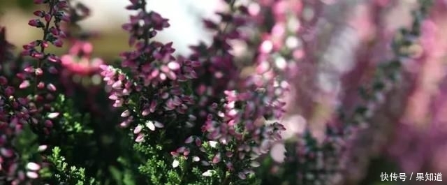  『植物』挪威国花——帚石楠，花开绚丽，不畏严寒，好看还好养