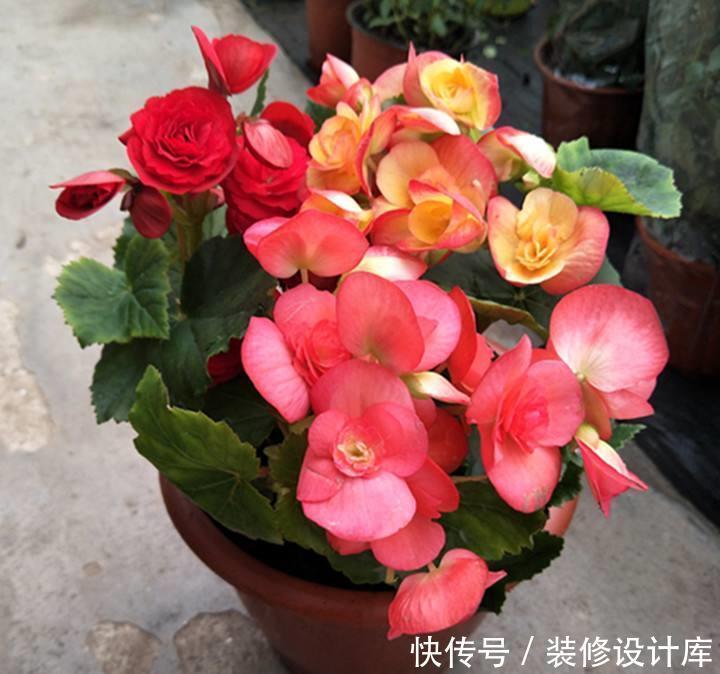  『生长习性』此1种花，花期超长，能开9个月，养一盆天天有花看