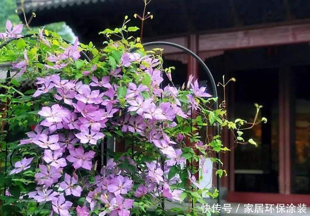  #花开花#想要这3种花开花爆盆，4月必须多施肥，不然就晚了