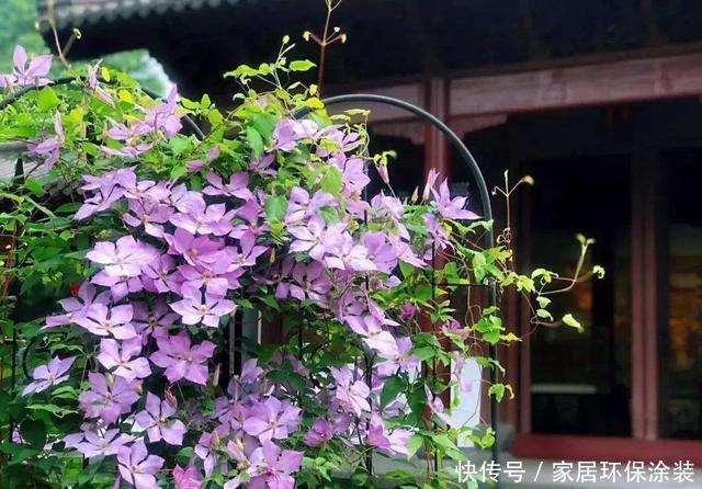 #花开花#想要这3种花开花爆盆,4月必须多施肥,不然就晚了