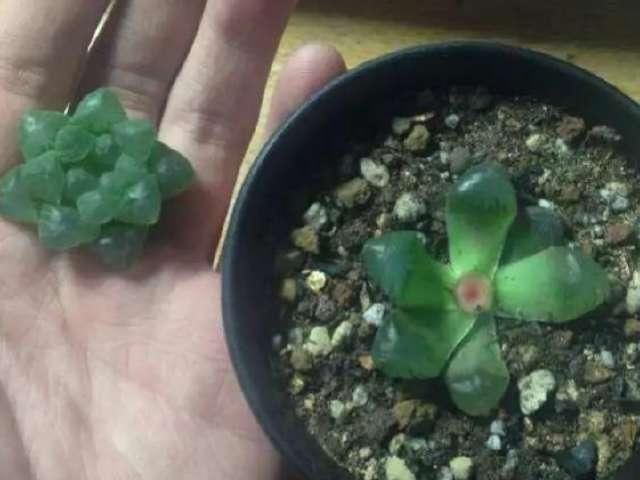  「玉露根部」4月底玉露还能砍头吗？砍头注意哪些事项？