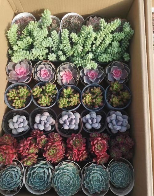  植物■掌握养护技巧，多肉植物叶片厚厚的，开花不断
