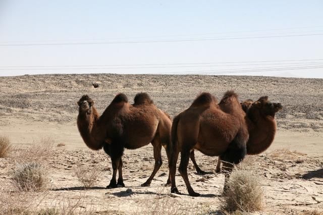  【迁徙】人迹罕至的罗布泊腹地，为何突现规模庞大的地下通道