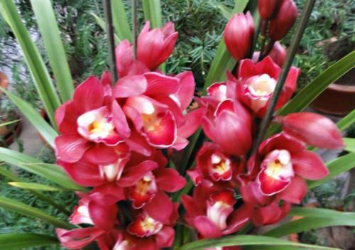  【阳台】家养这些植物，阳台开出花海，如梦如幻，寓意吉祥，漂亮好养