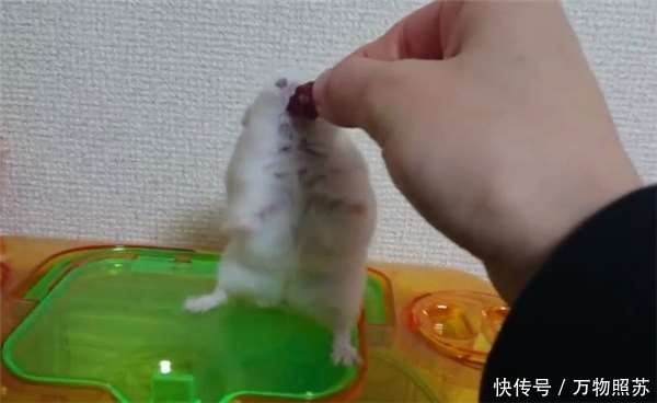 【主人】主人在放饭时拿食物逗弄仓鼠 有骨气的它在下一秒不肯吃了