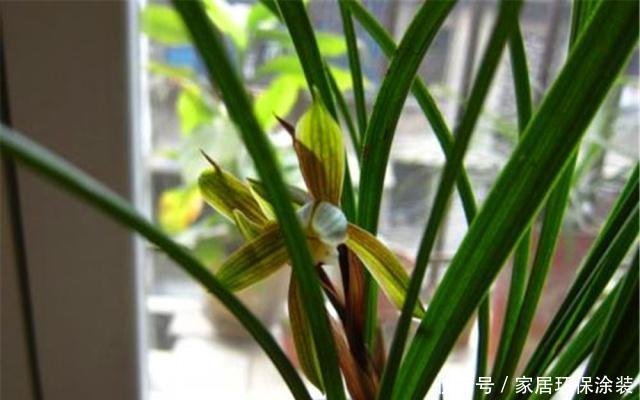  #都市#都市养兰难？跟大神学这“3招”，年年开花多，邻居也能闻到花香