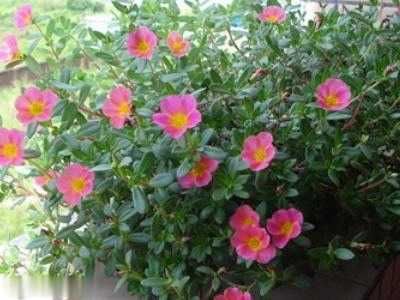  『扦插』太阳花怎么打顶扦插