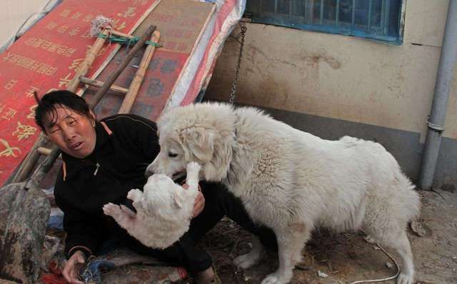  「有人」有人专门到农村收5年以上的老狗，80元一只，收来做啥？