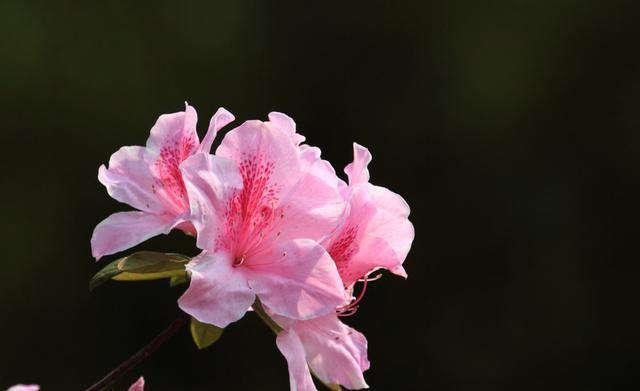  耐热|3种花很好养，耐热耐晒更耐旱，30天不管不浇水，照样开爆盆