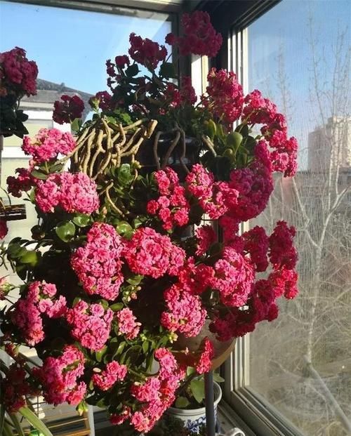 『开完』3种花开完剪一剪，20天又冒花芽，开完一茬又一茬！