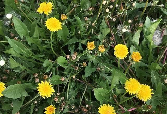  『农村』曾是儿时的玩具，白送都没人要，如今被大量种植，一斤6元很抢手