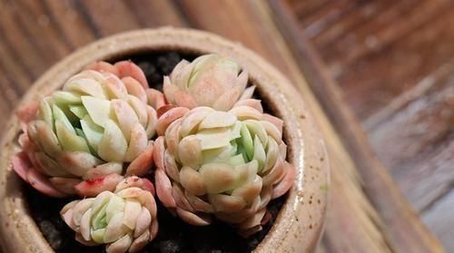  「入手」标致又美丽的多肉，一盆顶十盆，春天正好入手，剁手吧！