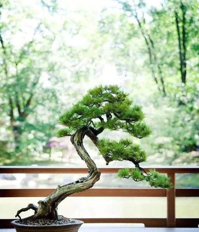  自然■松针短小成簇，形成自然苍劲之感，这样的“上品树”，来一盘！