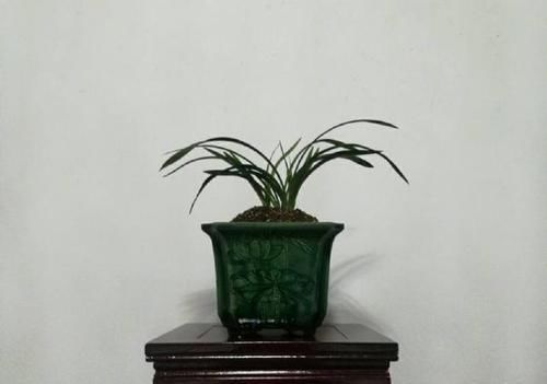  『盆土』怀疑人生了，养护一年的兰花总是僵苗不见长，脱盆以后发现小秘密