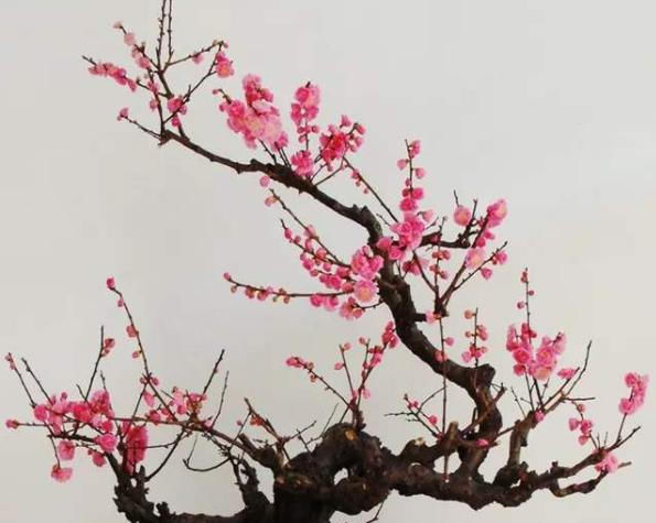  共性@红梅、蚊母、雀舌黄杨盆景,看似毫无关系,在修剪和养护存在共性