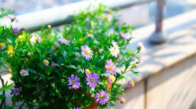  「春天」春天种什么呢？几样草本花卉，个个都是“开花小能手”