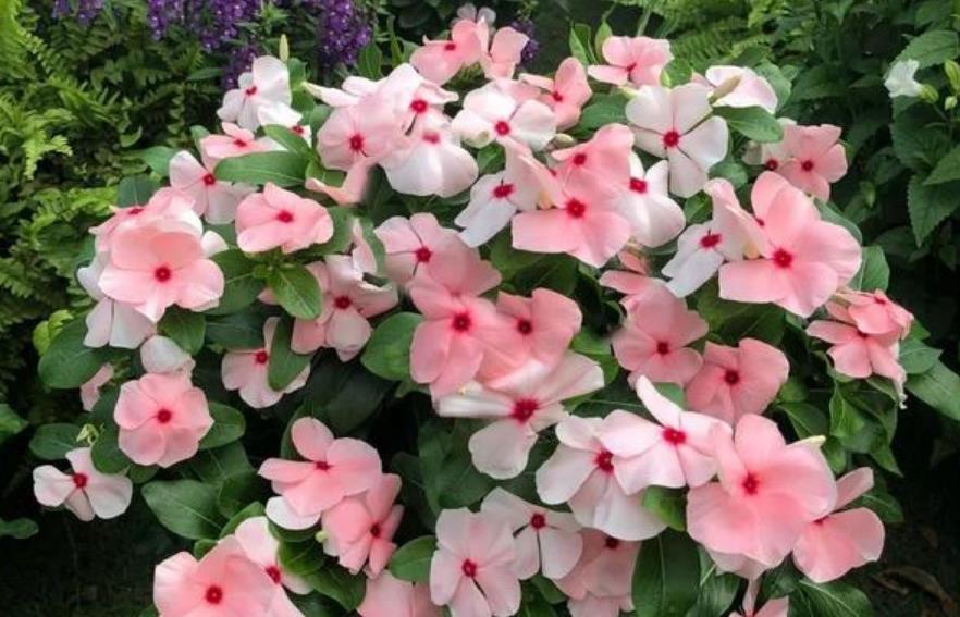  『开花』最受欢迎的“4种花”，好养又漂亮，开成花球，花期长达300天！