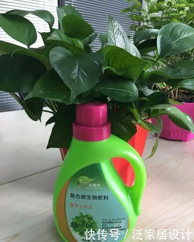 绿萝|绿萝爱吃“浆糊糊”,给它来点,不仅爆盆,还猛长枝条!
