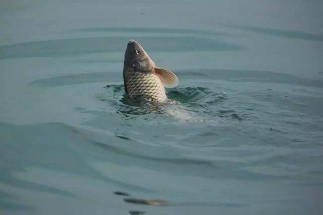  【配方】在实战中，到底是饵料重要，还是调钓更为重要