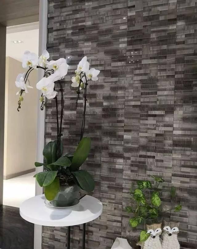  『天使』喜欢白色？这五种“洁白花”不可错过，美如雪中天使