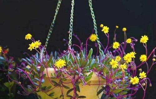  『到了花期』花量大又好养，养一盆，阳台成“花海”