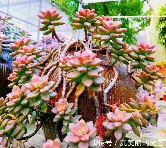  「密密麻麻」多肉生了蚧壳虫？密密麻麻头皮疼，用这2个小方法，一次杀除干净