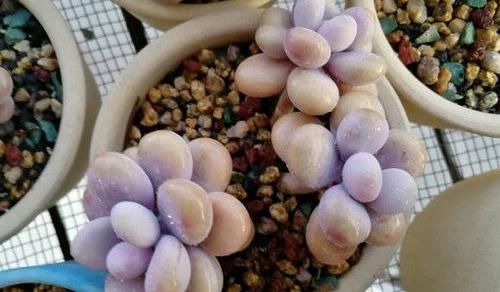  #手摸#多肉叶子长白霜，不要用手摸，这毛病要改，摸的勤多肉死的快