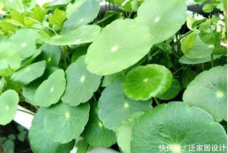 『牡丹』适合春季养的花,好活易爆盆,花朵粉嫩丰腴,绚丽夺目