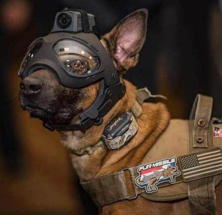  「士兵」这才是“战狼”！军犬既能单挑又能群殴，装备也与士兵