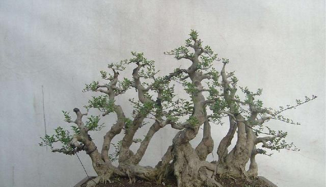  [要注意]树桩盆景什么最重要？“造景”是第一位，人工造景需要什么技巧？