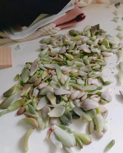  「摘点」花儿还在买？摘点叶片“摆一摆”，收获50盆，买花钱省了！