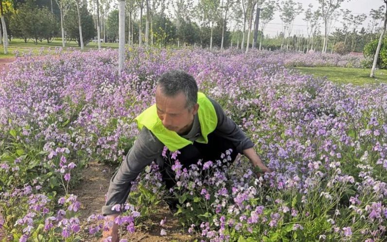  [劳动节]劳动节也没闲着 大兴安定镇绿化工人忙着养护绿地