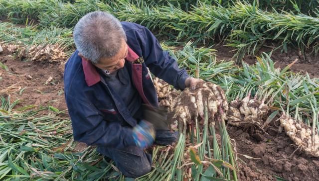  【过山车】前年3元去年2元今年1.5元，价格像“过山车”，农民不