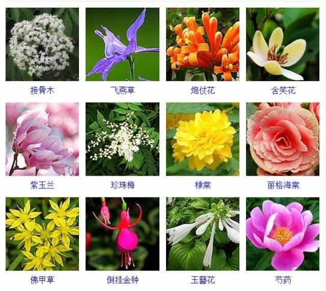  【品种】400种 · 观花植物品种大全，值得收藏