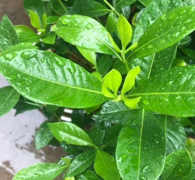  「栀子花」栀子花光长叶子不开花?只需这么养,开花多得挤满盆!