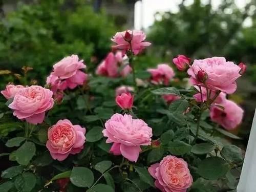 值得■此花颜值不输玫瑰,多次获园艺奖,花期超长,清香四溢,值得拥有