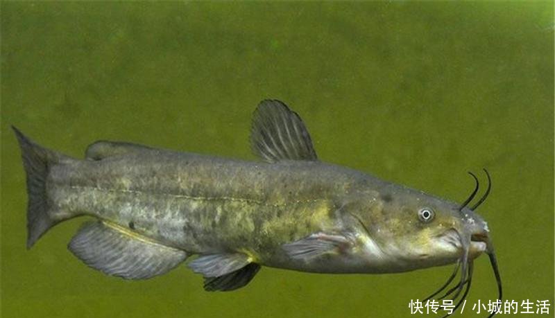  中国|原产美国，该鱼在四川被充当为黄辣丁出售，如今泛滥在中国