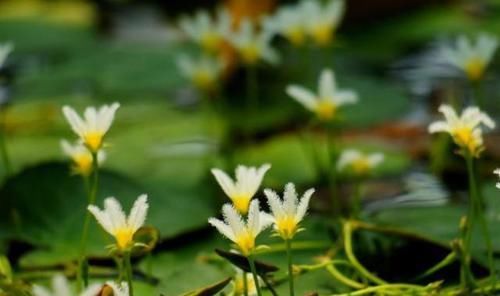 「金银莲花」印度一种“水生花”,花开带流苏,1片叶子就能养,3个月开满缸