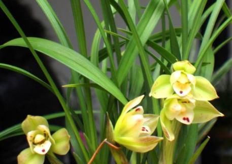  #以让我们#兰花只长不开花？问题出在这3处，花苞多花开满盆！